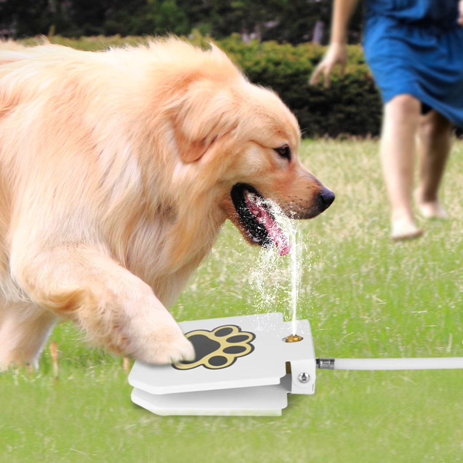Dog drinking from paw-activated outdoor water fountain