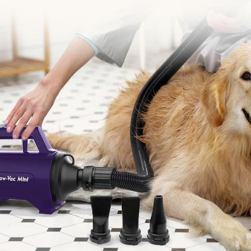 Dog being dried with purple high-velocity grooming dryer