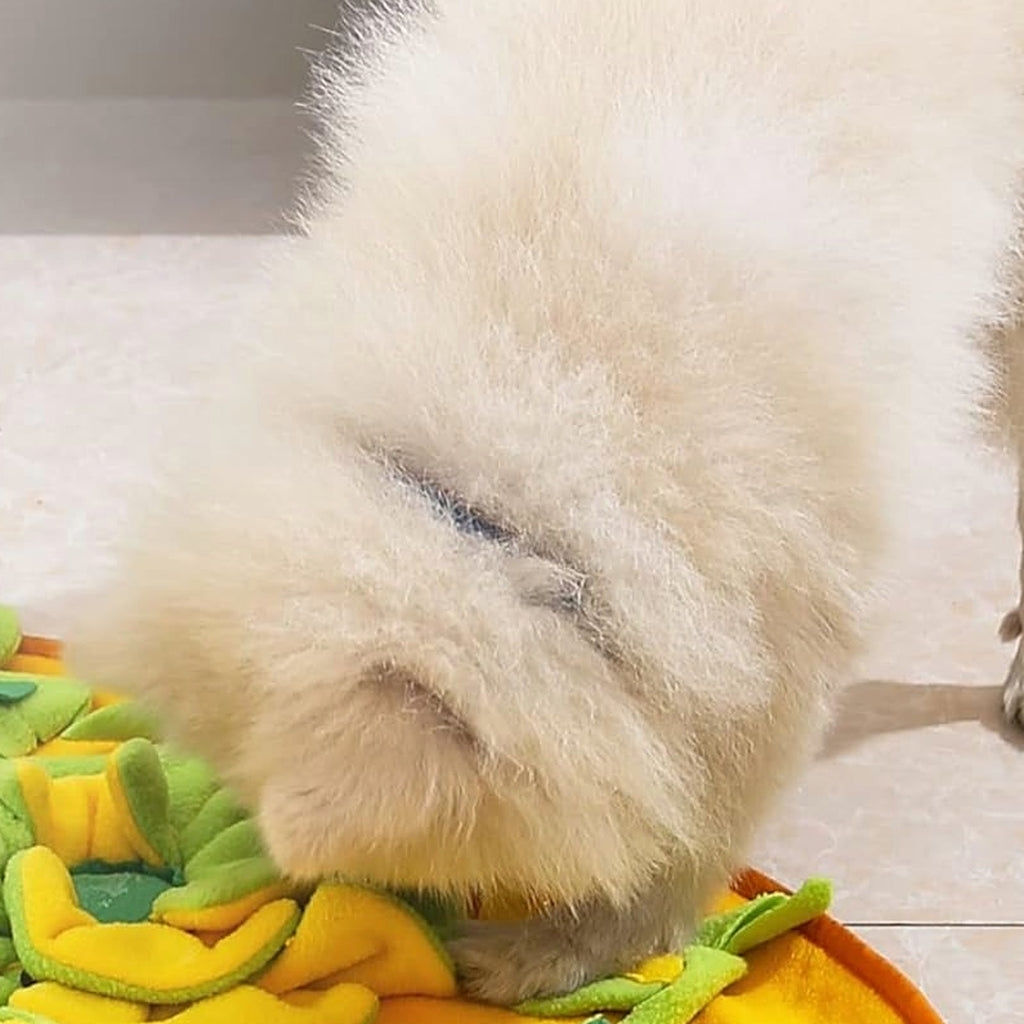 Dog sniffing treats in snuffle mat