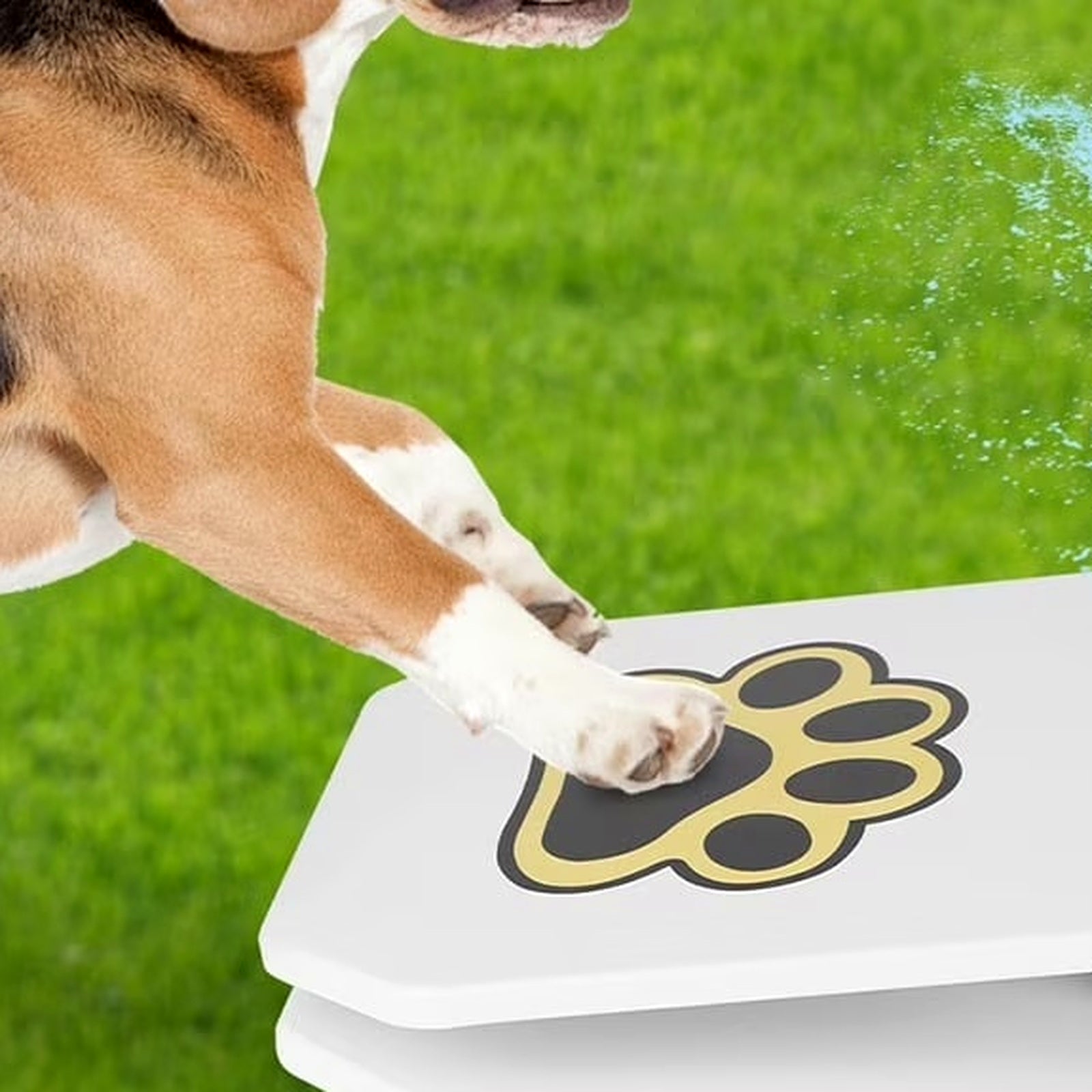 Dog stepping on paw-activated outdoor water fountain