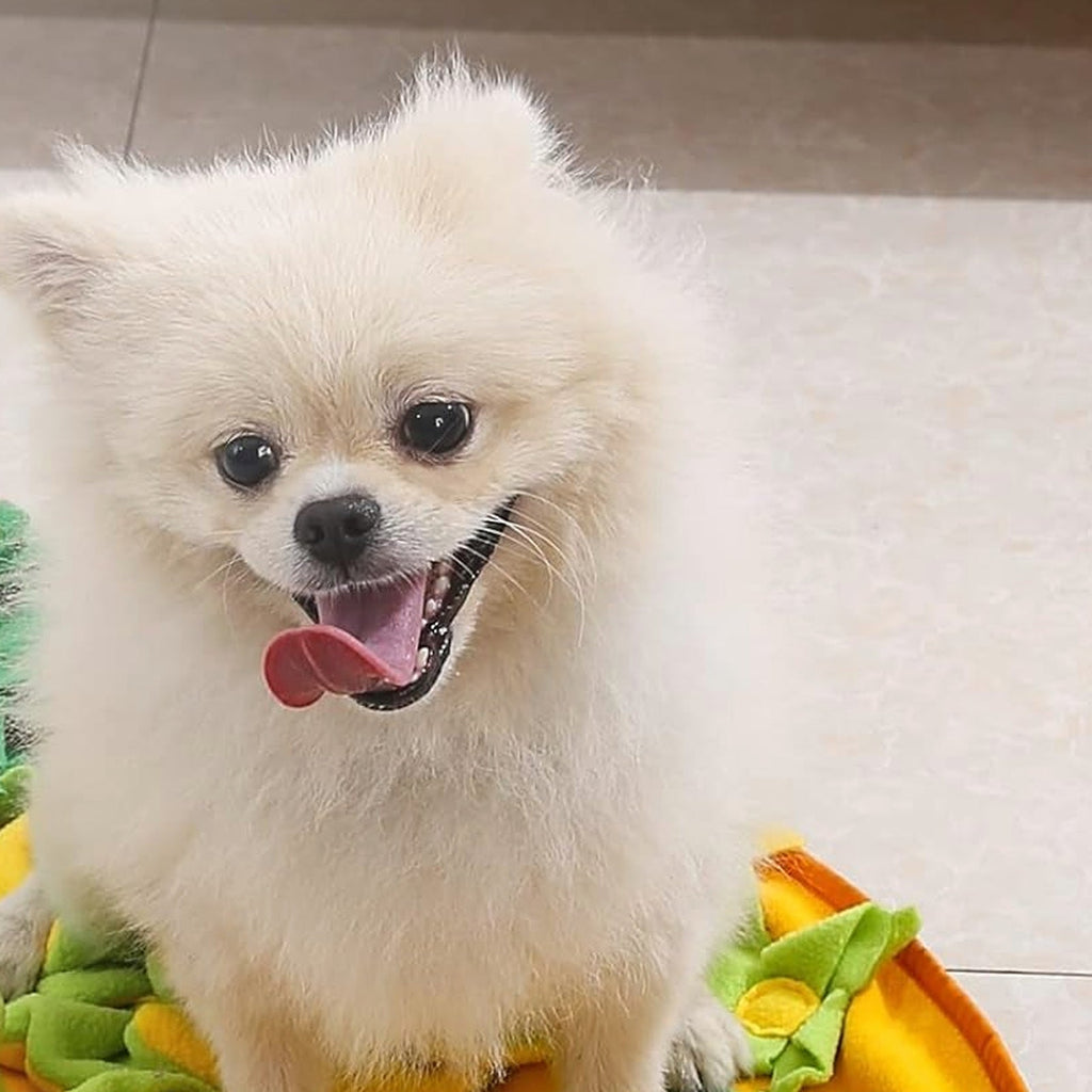 Small dog standing on snuffle mat